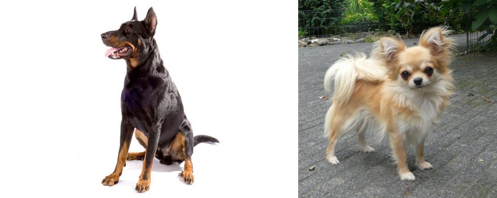 Long Haired Chihuahua vs Beauceron - Breed Comparison