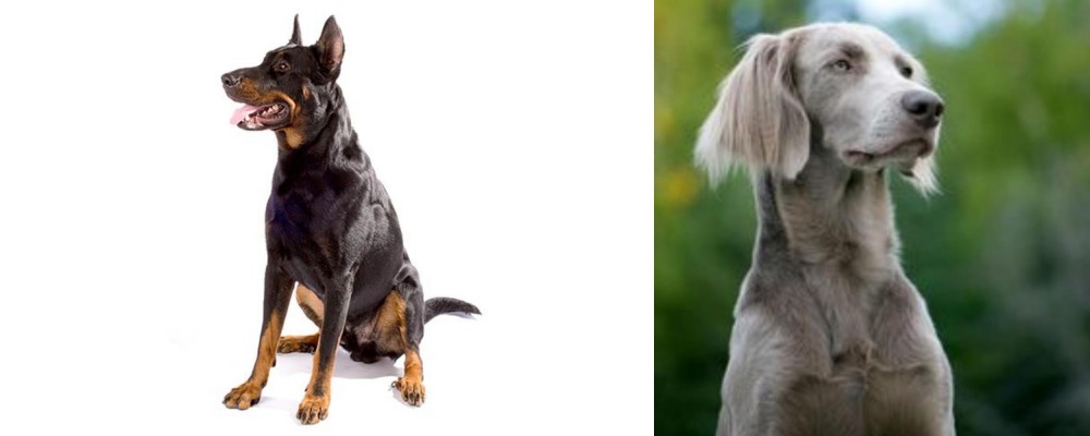 Longhaired Weimaraner vs Beauceron - Breed Comparison