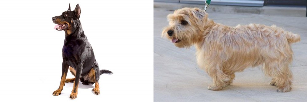 Lucas Terrier vs Beauceron - Breed Comparison