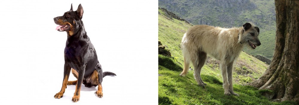 Lurcher vs Beauceron - Breed Comparison