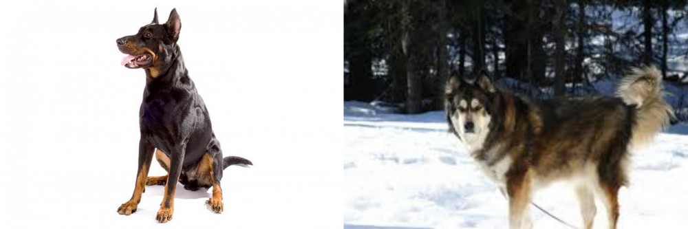 Mackenzie River Husky vs Beauceron - Breed Comparison