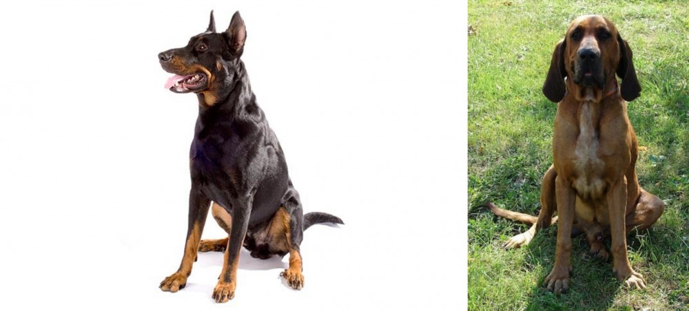 Majestic Tree Hound vs Beauceron - Breed Comparison