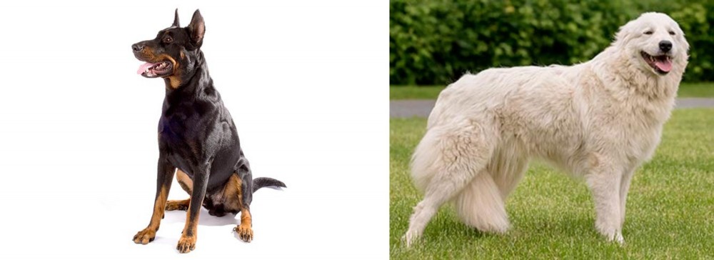 Maremma Sheepdog vs Beauceron - Breed Comparison