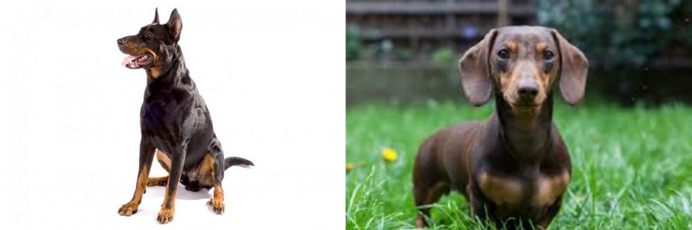 Miniature Dachshund vs Beauceron - Breed Comparison