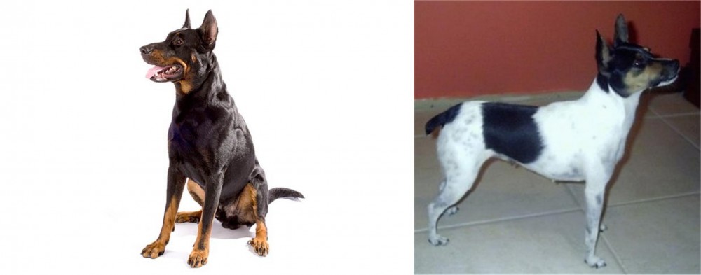 Miniature Fox Terrier vs Beauceron - Breed Comparison