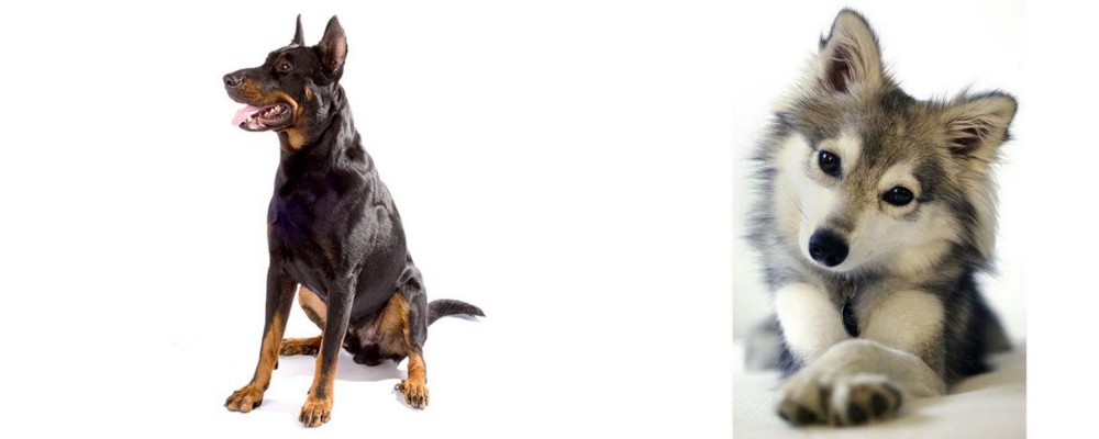 Miniature Siberian Husky vs Beauceron - Breed Comparison