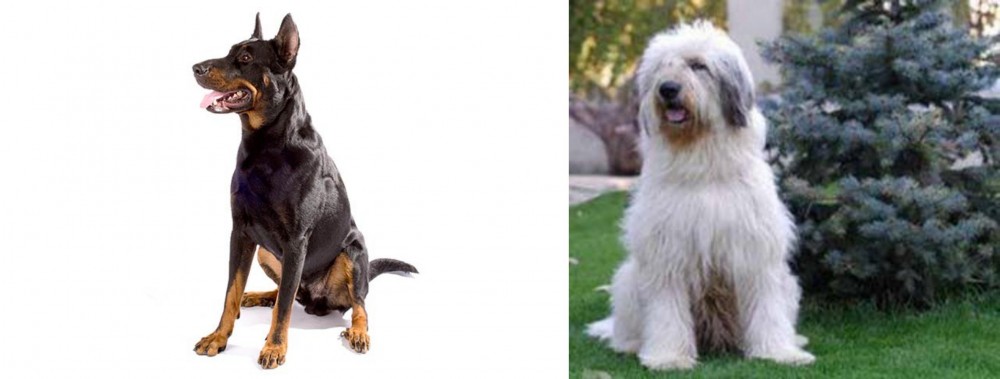 Mioritic Sheepdog vs Beauceron - Breed Comparison