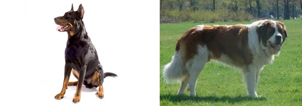 Moscow Watchdog vs Beauceron - Breed Comparison