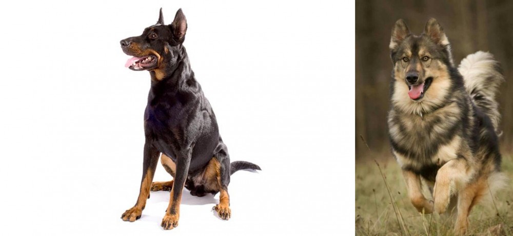 Native American Indian Dog vs Beauceron - Breed Comparison