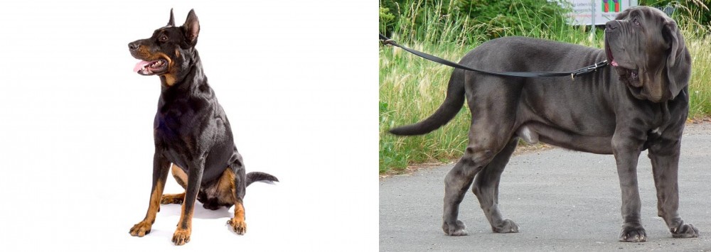 Neapolitan Mastiff vs Beauceron - Breed Comparison