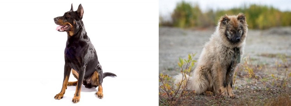 Nenets Herding Laika vs Beauceron - Breed Comparison