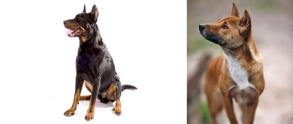 New Guinea Singing Dog vs Beauceron - Breed Comparison