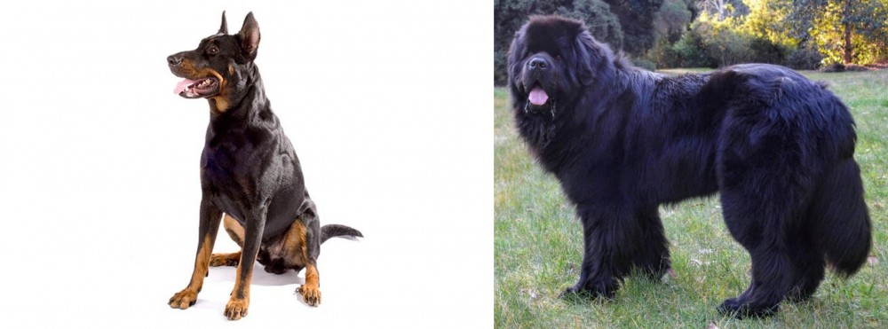 Newfoundland Dog vs Beauceron - Breed Comparison