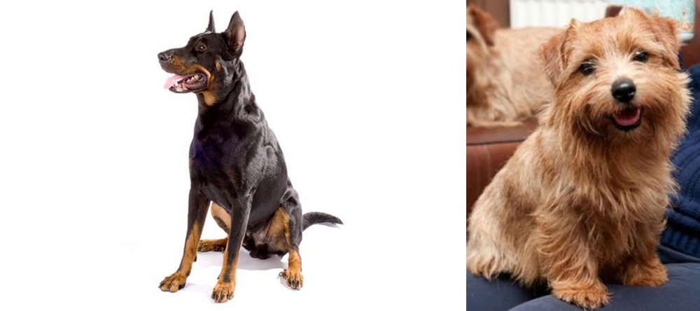 Norfolk Terrier vs Beauceron - Breed Comparison