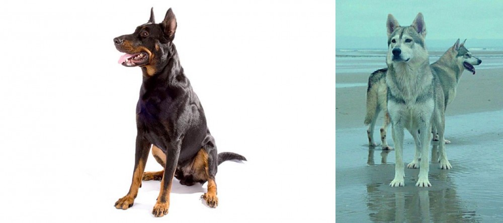 Northern Inuit Dog vs Beauceron - Breed Comparison