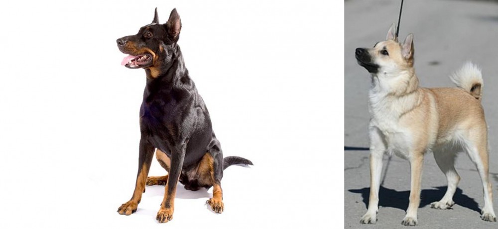 Norwegian Buhund vs Beauceron - Breed Comparison