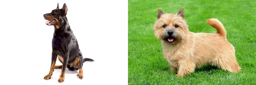 Norwich Terrier vs Beauceron - Breed Comparison
