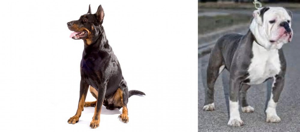 Old English Bulldog vs Beauceron - Breed Comparison
