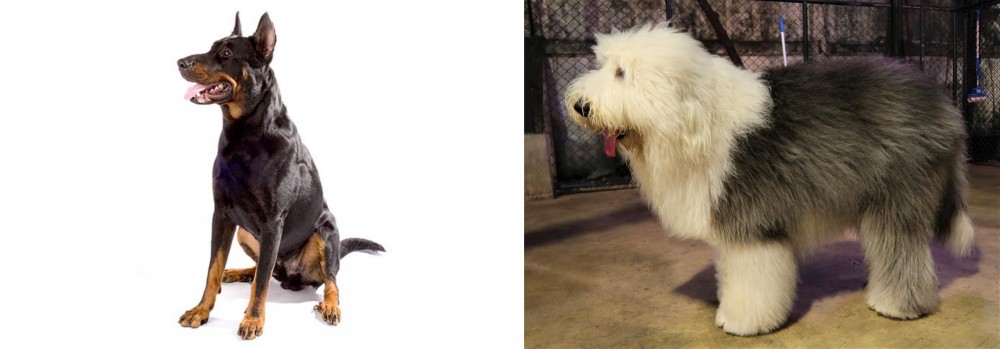 Old English Sheepdog vs Beauceron - Breed Comparison