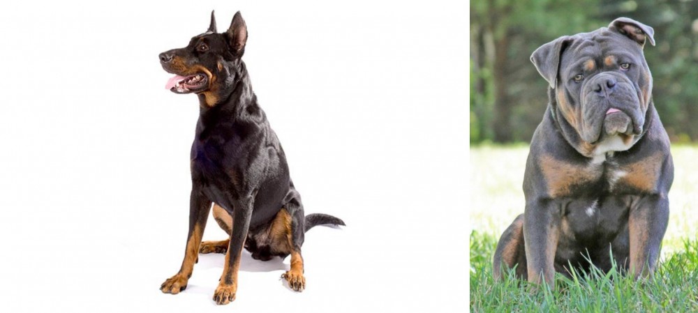 Olde English Bulldogge vs Beauceron - Breed Comparison