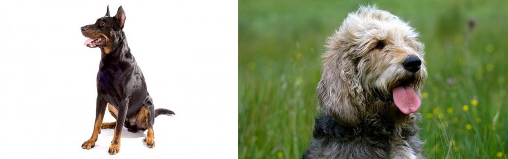 Otterhound vs Beauceron - Breed Comparison