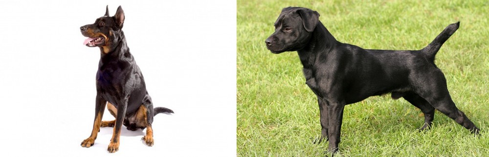 Patterdale Terrier vs Beauceron - Breed Comparison
