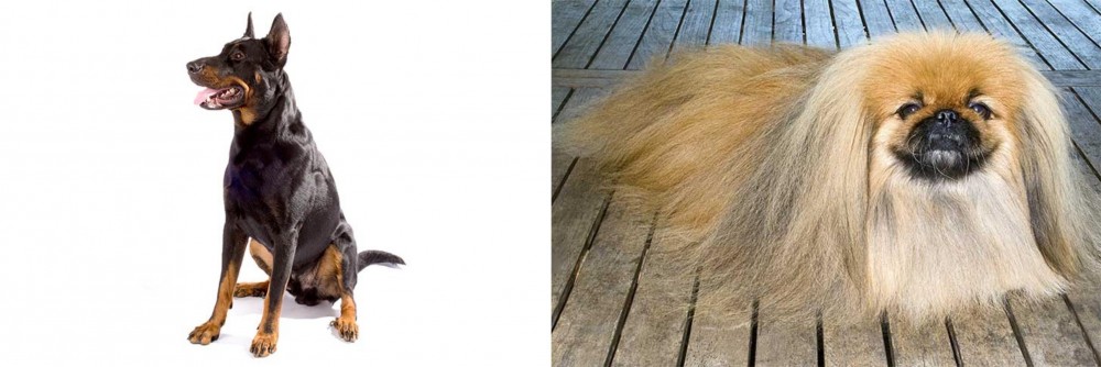 Pekingese vs Beauceron - Breed Comparison