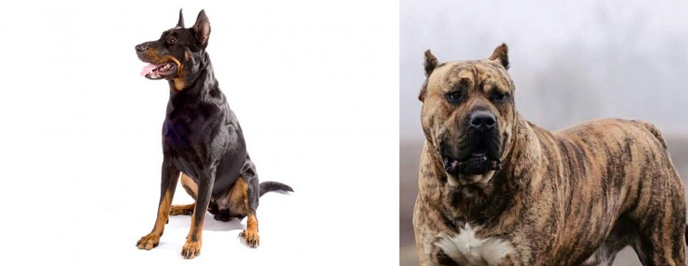 Perro de Presa Canario vs Beauceron - Breed Comparison