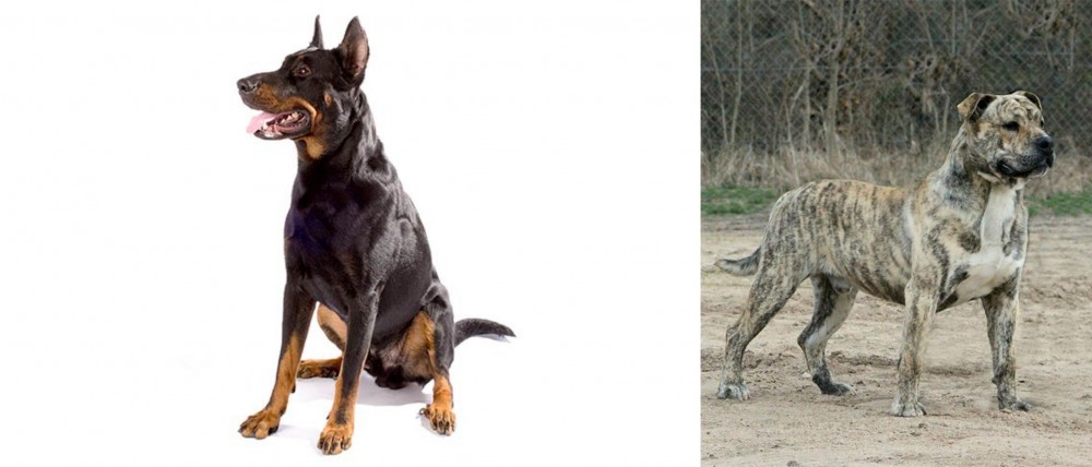 Perro de Presa Mallorquin vs Beauceron - Breed Comparison