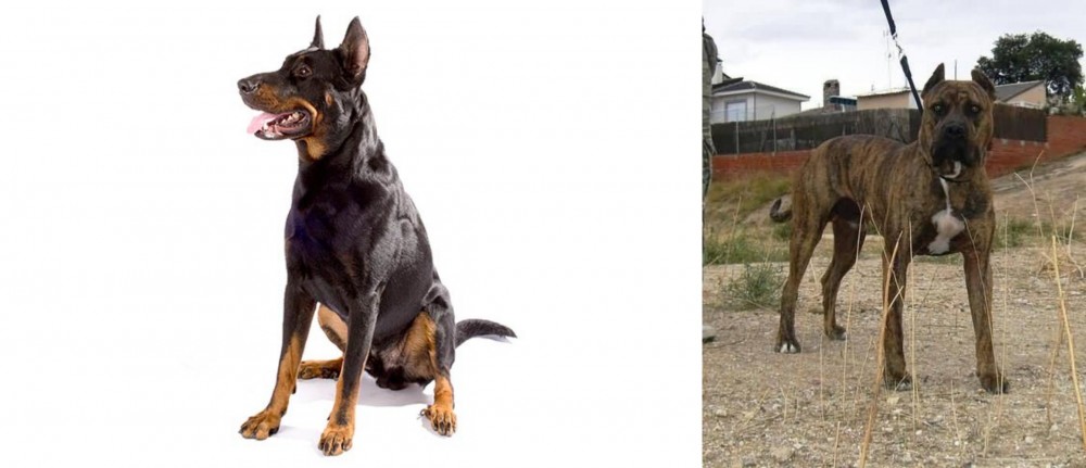 Perro de Toro vs Beauceron - Breed Comparison