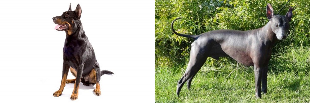 Peruvian Hairless vs Beauceron - Breed Comparison