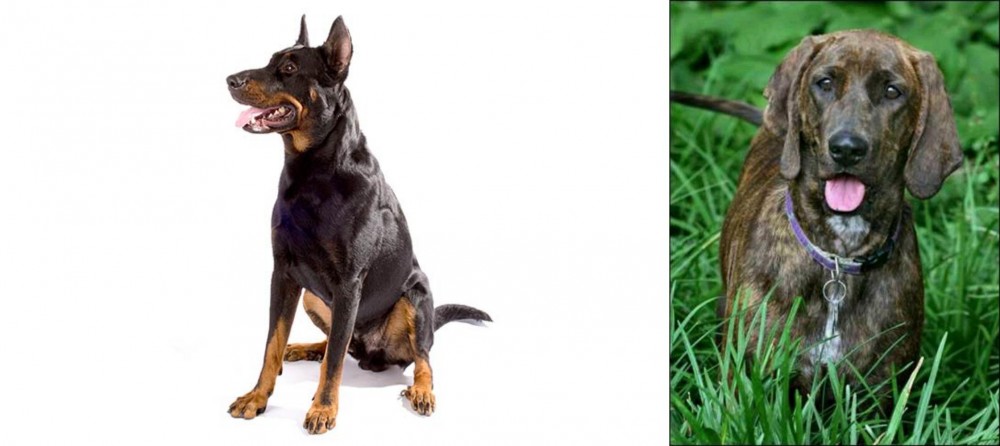 Plott Hound vs Beauceron - Breed Comparison