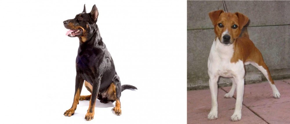 Plummer Terrier vs Beauceron - Breed Comparison