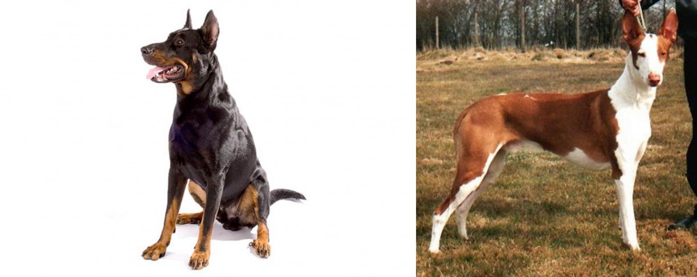 Podenco Canario vs Beauceron - Breed Comparison