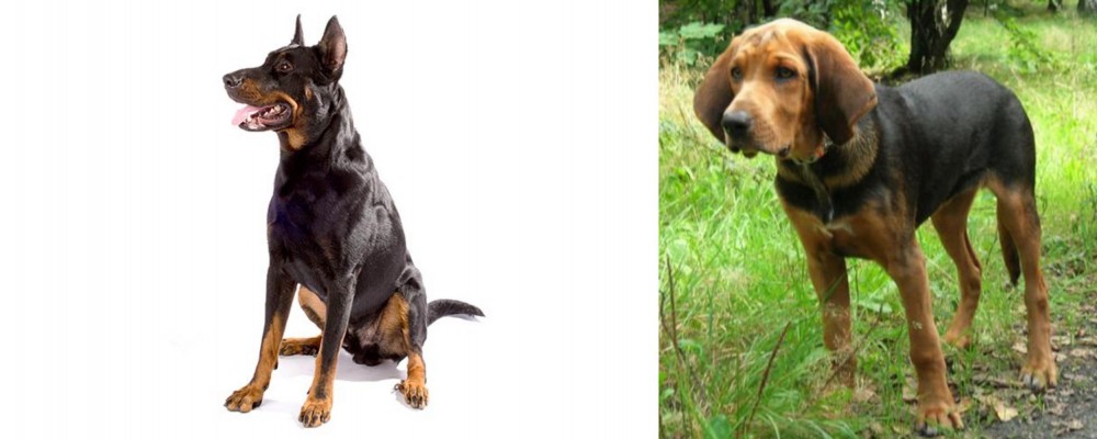 Polish Hound vs Beauceron - Breed Comparison