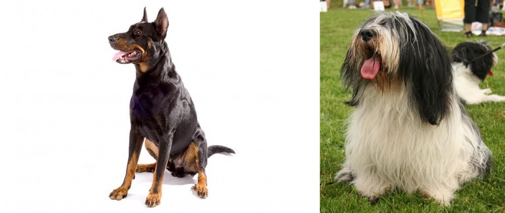Polish Lowland Sheepdog vs Beauceron - Breed Comparison