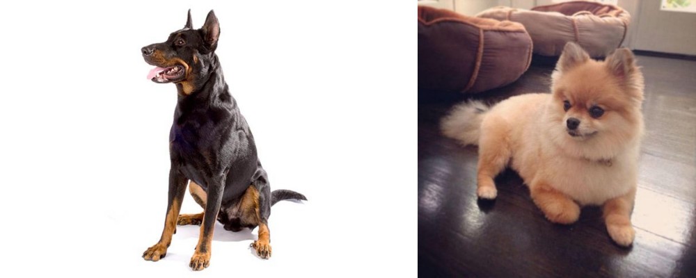 Pomeranian vs Beauceron - Breed Comparison