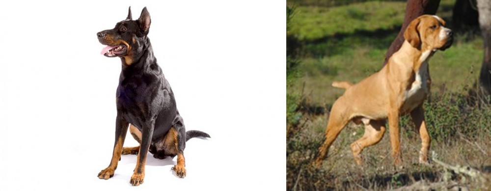 Portuguese Pointer vs Beauceron - Breed Comparison