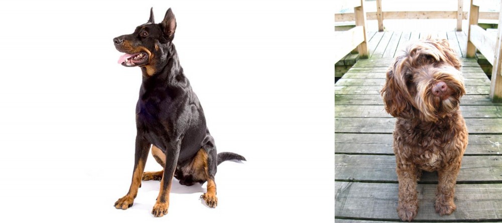 Portuguese Water Dog vs Beauceron - Breed Comparison