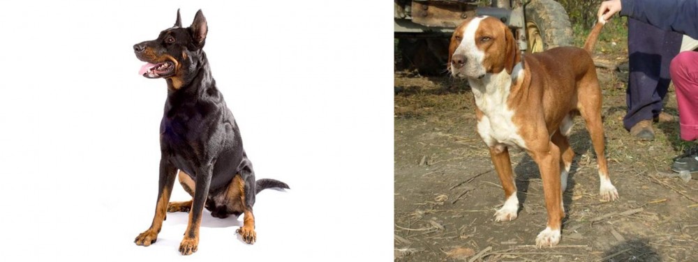 Posavac Hound vs Beauceron - Breed Comparison