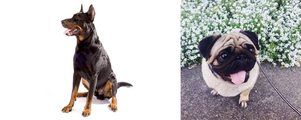 Pug vs Beauceron - Breed Comparison