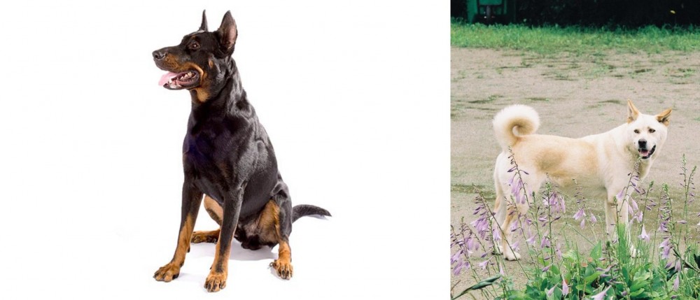 Pungsan Dog vs Beauceron - Breed Comparison