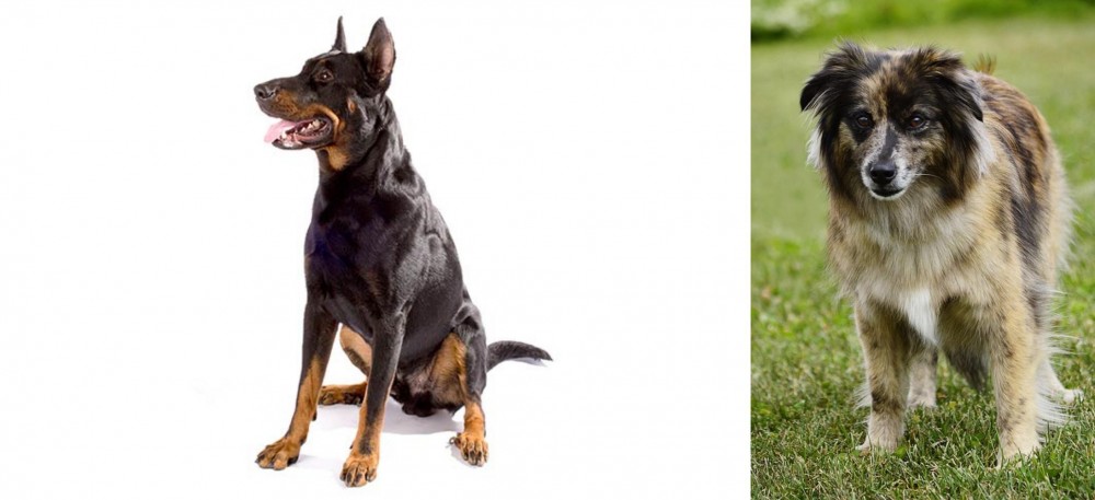 Pyrenean Shepherd vs Beauceron - Breed Comparison