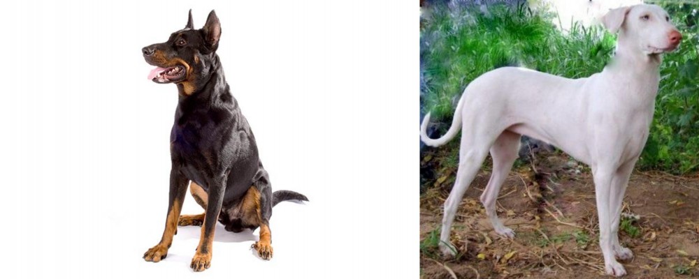 Rajapalayam vs Beauceron - Breed Comparison