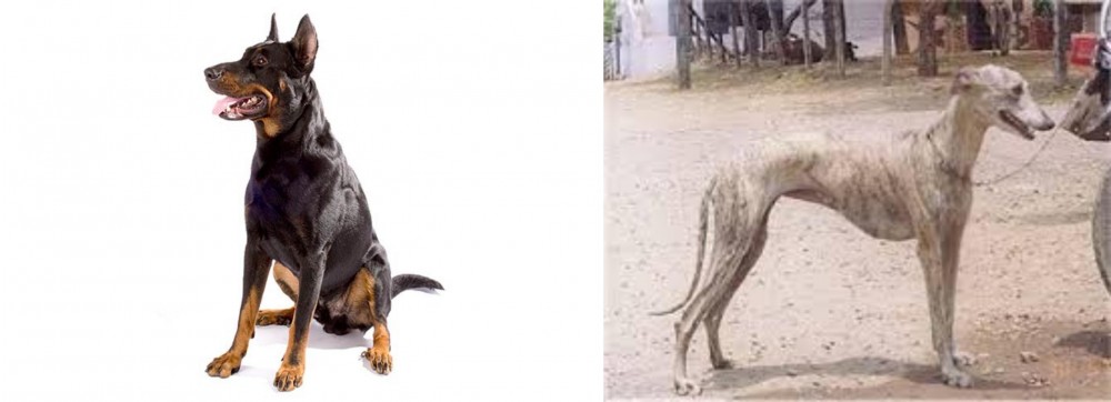 Rampur Greyhound vs Beauceron - Breed Comparison