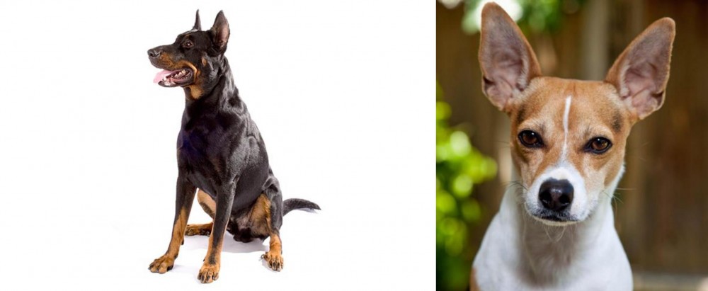 Rat Terrier vs Beauceron - Breed Comparison