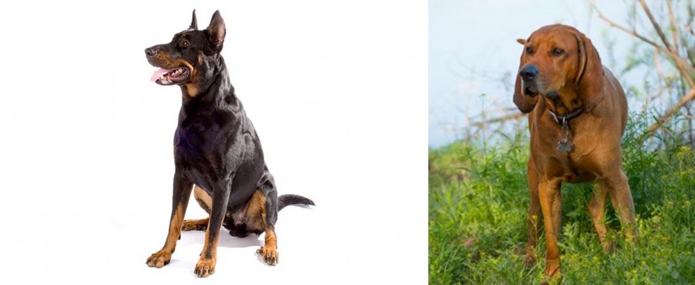 Redbone Coonhound vs Beauceron - Breed Comparison