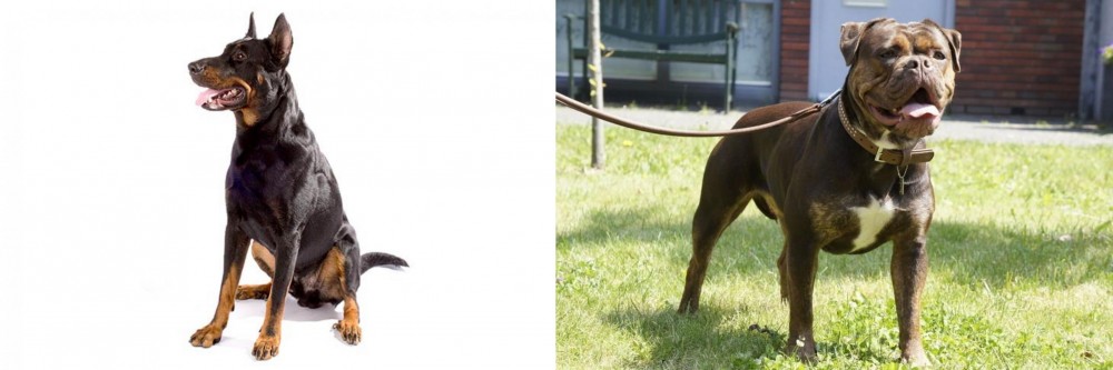 Renascence Bulldogge vs Beauceron - Breed Comparison
