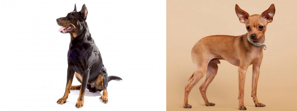 Russian Toy Terrier vs Beauceron - Breed Comparison