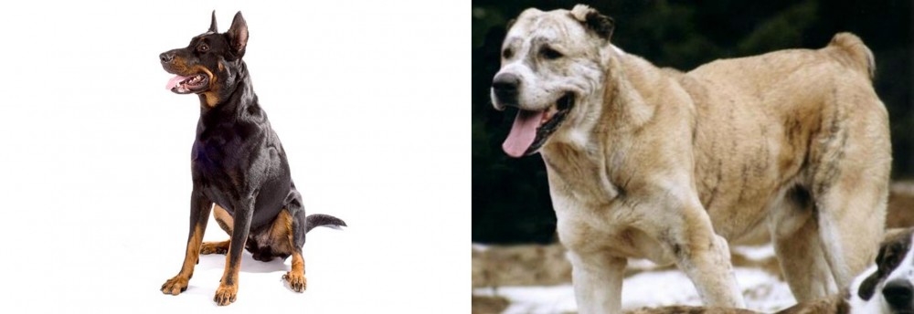 Sage Koochee vs Beauceron - Breed Comparison